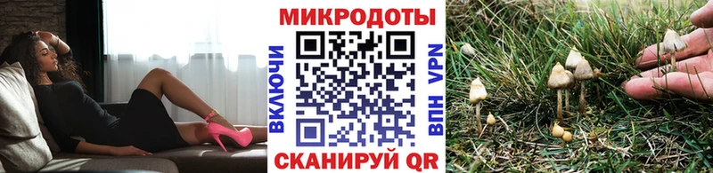 Псилоцибиновые грибы Psilocybe  что такое наркотик  Александровск 